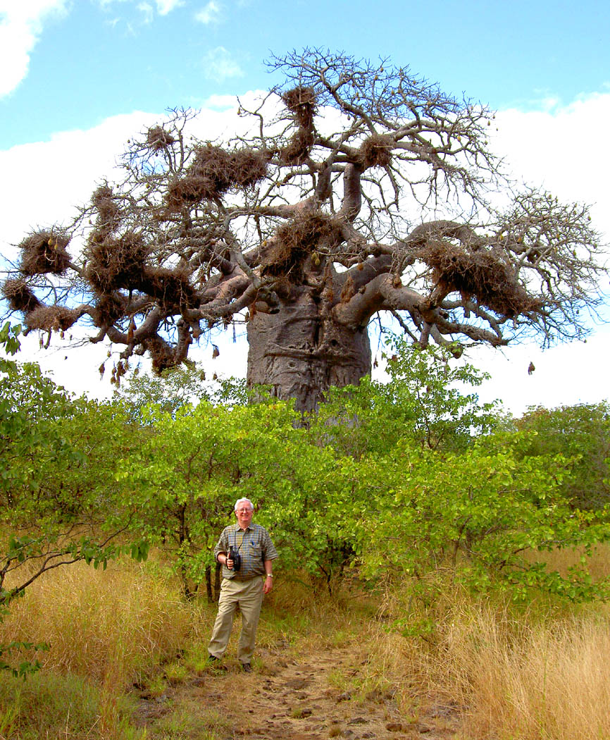 Kruger - Dave by Baobab Tree.jpg